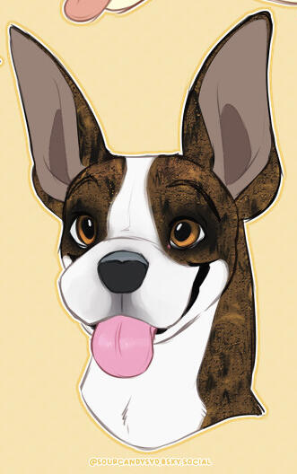 🎁 Sherlock 🎁 Boston Terrier-Boxer Mix @crayonheart • (MAY 2025)